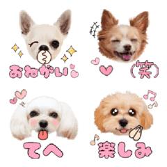 [LINE絵文字] レオ♡モコ♡バディ♡まるの絵文字の画像