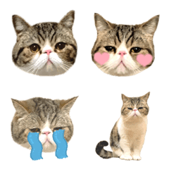 [LINE絵文字] エキゾチックショートヘア♡猫♡けろの画像