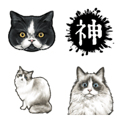 [LINE絵文字] ハチワレとラグドールのリアル猫絵文字の画像