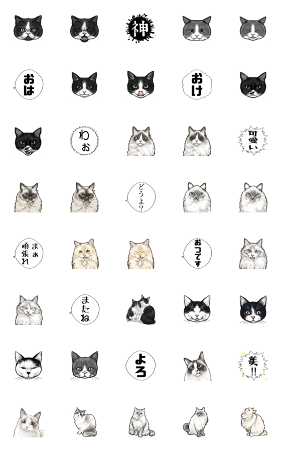 [LINE絵文字]ハチワレとラグドールのリアル猫絵文字の画像一覧