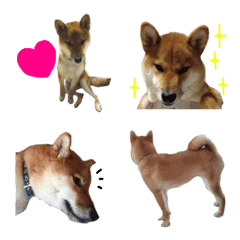 [LINE絵文字] 柴犬ゆしろう 犬の日記念絵文字の画像