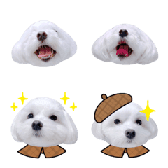 [LINE絵文字] 白い犬の毎日絵文字の画像