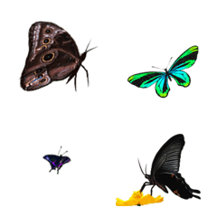 [LINE絵文字] 蝶々の世界の画像