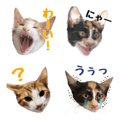 [LINE絵文字] 猫のすずとはちの画像