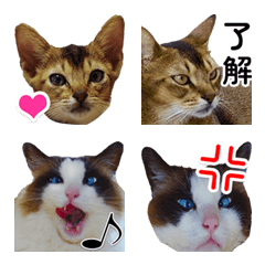 [LINE絵文字] 2匹のネコが動く！写真絵文字の画像