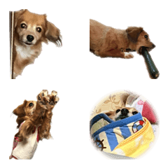[LINE絵文字] dogggggggggggの画像