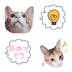 [LINE絵文字] つくなず♡実写猫の絵文字の画像