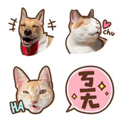 [LINE絵文字] Yi genmao company, staff only (emoji)の画像