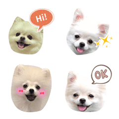 [LINE絵文字] Pomeranian BGの画像