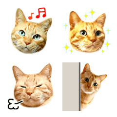 [LINE絵文字] 茶トラ 猫 毎日 絵文字の画像