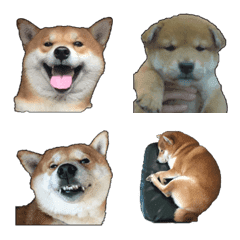 [LINE絵文字] Shiba Inu Puddingの画像