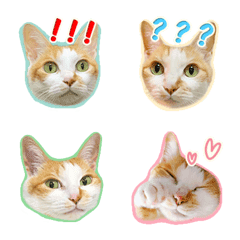 [LINE絵文字] Daily Emoticons of my pet cat Diao Zaiの画像