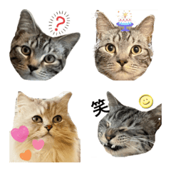 [LINE絵文字] Cat face photo stampの画像