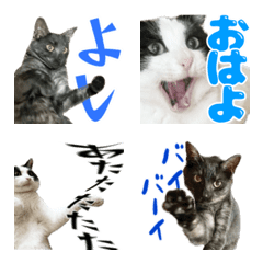 [LINE絵文字] 猫の絵文字。みつお と ふう。2の画像