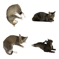 [LINE絵文字] My Three Catsの画像
