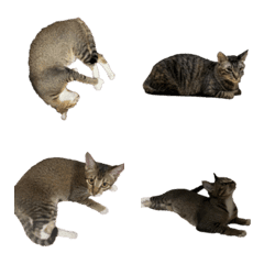 My Three Catsの絵文字メイン画像