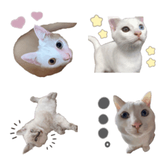 [LINE絵文字] Nyanko.emojiの画像