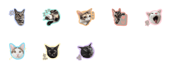 [LINE絵文字]vivians catsの画像一覧