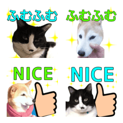[LINE絵文字] リアル犬猫ちゃんの画像
