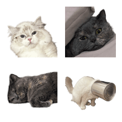 [LINE絵文字] two cat togetherの画像