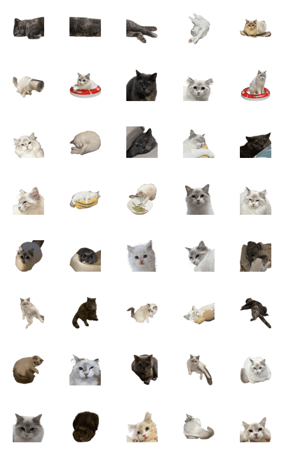 [LINE絵文字]two cat togetherの画像一覧
