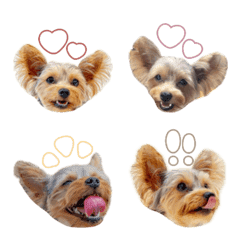 [LINE絵文字] lily.emojiの画像
