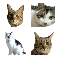 [LINE絵文字] They are family. And it's a cat.の画像