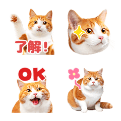 茶白猫だらけの写真えもじの絵文字メイン画像