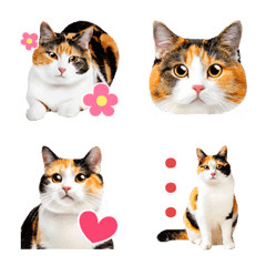 三毛猫だらけの写真えもじの絵文字メイン画像