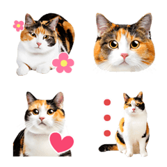 [LINE絵文字] 三毛猫だらけの写真えもじの画像