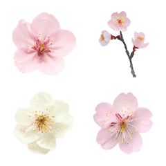 [LINE絵文字] 桜  絵文字の画像