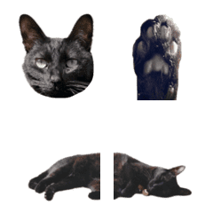 [LINE絵文字] [実写] 動くリアル黒猫の絵文字の画像