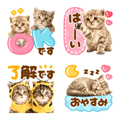 [LINE絵文字] かわいい♡にゃんこ絵文字の画像