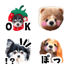 キャバリア＆チワワ♡ここそらたん絵文字♡の絵文字メイン画像