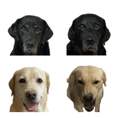 [LINE絵文字] Labrador cawaiiの画像