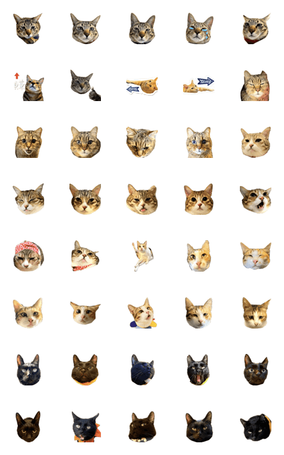 [LINE絵文字]CATDAYSs-3の画像一覧