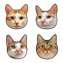 [LINE絵文字] Cheese family emojiの画像