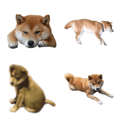 [LINE絵文字] 日本の柴犬えるみの絵文字の画像