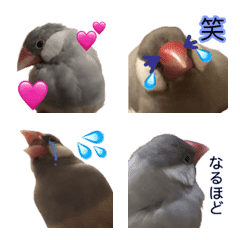 [LINE絵文字] シルバー文鳥の使える絵文字の画像